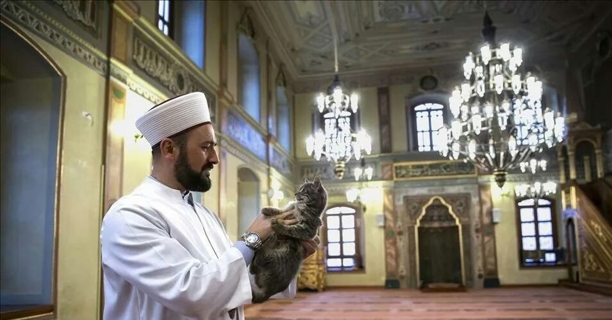 Что читает имам. Кошка пророка Мухаммеда Муизза. Имам Стамбул. Имам мечети пророка Мухаммада. Имам мечети Истамбул.