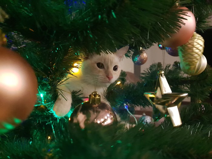 They put up a tree!!! - My, cat, Christmas trees