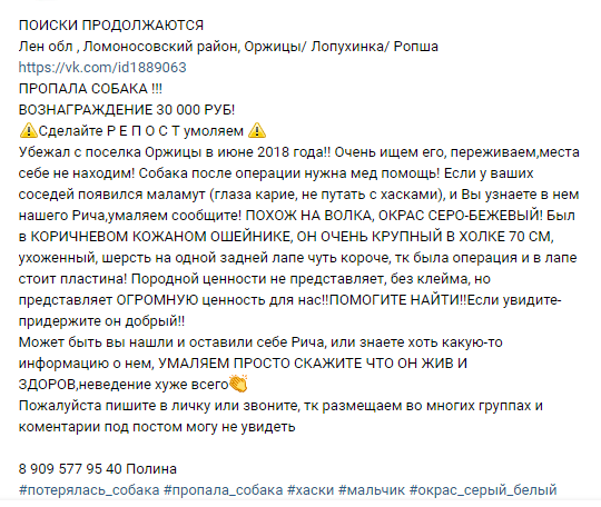 Ищем маламута с июня. Будем благодарны за любую информацию. - Моё, Аляскинский маламут, Пропала собака, Оржицы, Длиннопост, Собака, Ленинградская область, Без рейтинга, Помощь