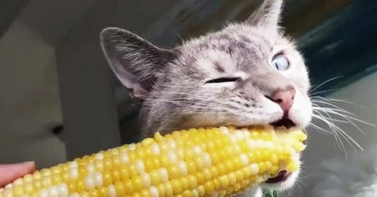 Можно котам кукурузу. Кот с кукурузой. Ест кукурузу. Кот ест кукурузу. Смешная кукуруза.
