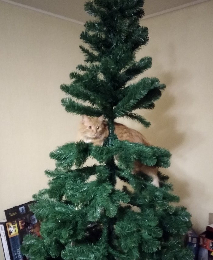 Christmas tree is decorated - My, Catomafia, , cat