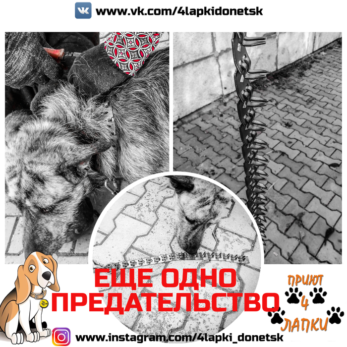 The owner was God to him... - My, Shelter, Animal shelter, Donetsk, , No rating, Help, Dog, Dogs and people, Longpost, Helping animals