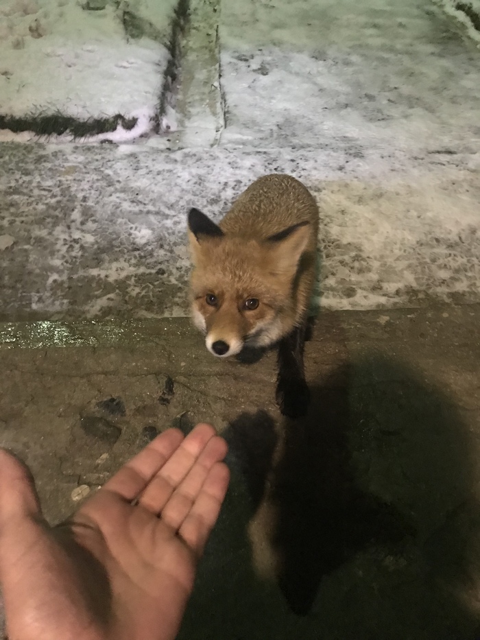 Fox beggar. - My, Fox, Beggars, Longpost
