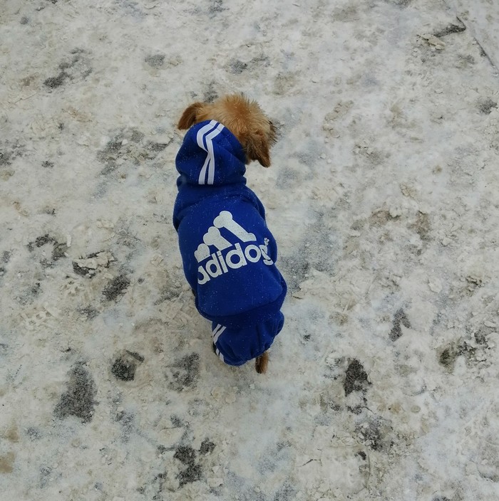 Adidog - Dog, Adidas