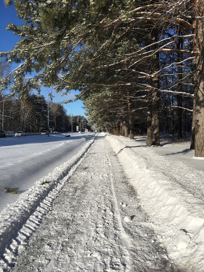 On the way to work - My, Akademgorodok, Snow, Pine