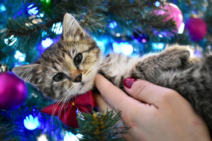 Exhibition-distribution of pets of the shelter Cat's House - My, cat, Kittens, Animal shelter, Tolyatti, Volunteering, Longpost