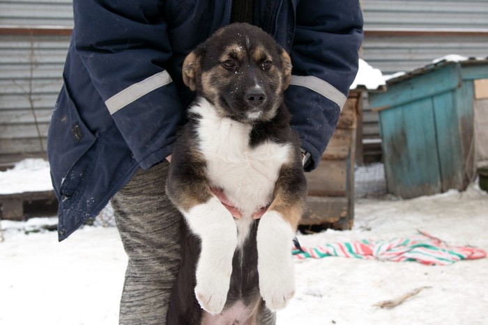 Metis alabai and shepherd dogs - LORD, shelter Rzhevka (St. Petersburg) - My, Puppies, Animal shelter, Looking for a master, In good hands, Rzhevka, Saint Petersburg, No rating, Longpost, Dog