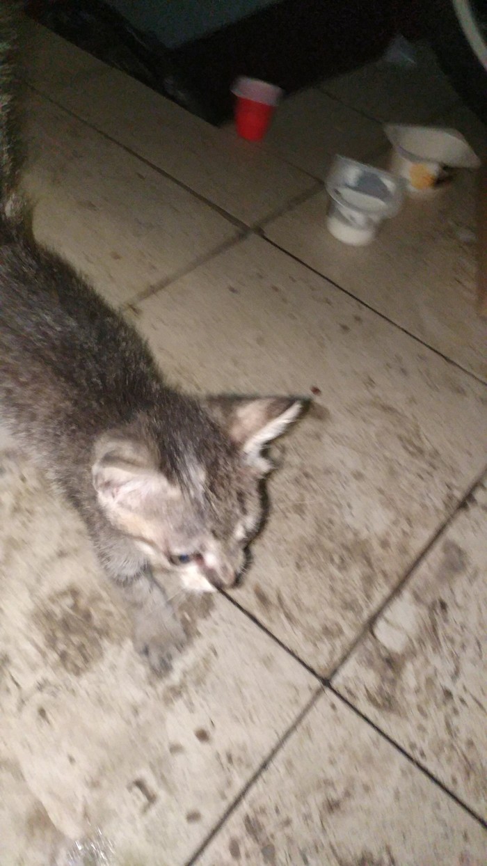 Help save a kitten, Moscow [owner found] - My, Moscow, Help, Helping animals, In good hands, cat, Longpost, No rating