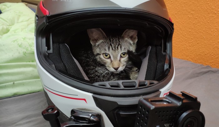 moto cat - My, cat, Moto, Helmet