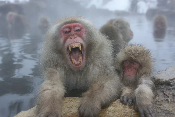 Japanese macaques: Bathhouse-steam room, females and a smirk - My, Japanese macaque, Wild animals, Animals, Humor, Nature, Zoology, Animal book, Longpost