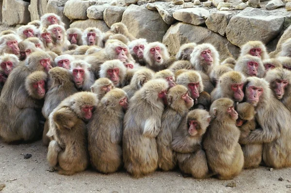 Japanese macaques: Bathhouse-steam room, females and a smirk - My, Japanese macaque, Wild animals, Animals, Humor, Nature, Zoology, Animal book, Longpost