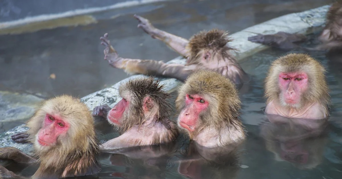 Группа обезьяны в теплой воде слушать. Обезьяны на Хоккайдо. Японские обезьяны. Японские макаки в горячих источниках. Обезьяны в термальных источниках.