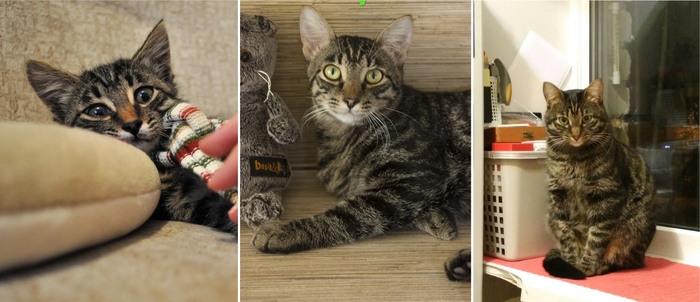 Shelter animals that found a home this year! - My, Catomafia, cat, Kittens, Animal shelter, Chelyabinsk, New Year, Milota, No rating, Longpost