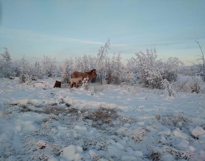 Winter foals. - Yakut horse, Republic of Sakha, Foal, Winter, freezing, Animals, Horses, Yakutia
