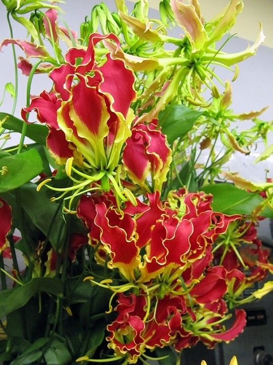 Gloriosa - My, , Curly, Tuberaceae, Houseplants, Bloom, Longpost