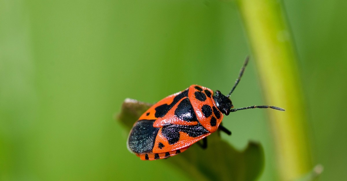 Насекомые солдатики фото. Жук красноклоп солдатик. Клоп-солдатик – Pyrrhocoris apterus. Красноклоп бескрылый ( клоп-солдатик) (Pyrrhocoris apterus). Жук пожарник клоп солдатик.