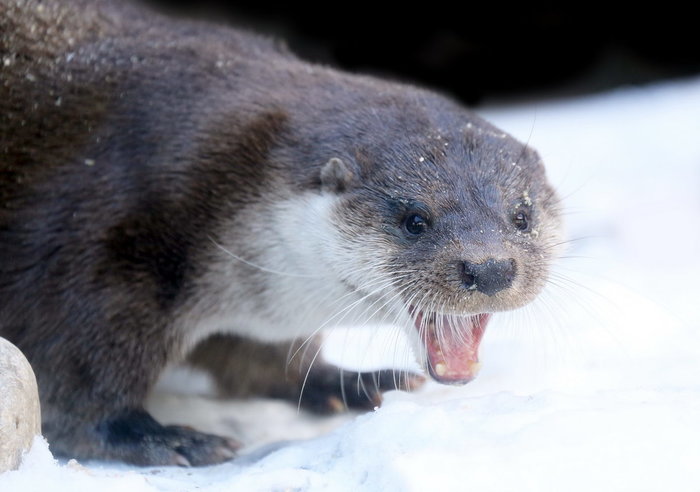 When I realized that the new year is less than a week away! - Milota, Astonishment, Otter