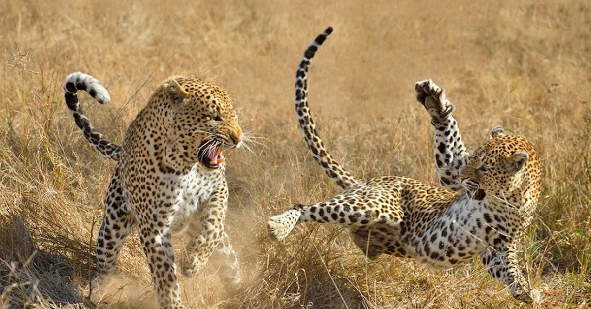 Конкуренция между хищниками. Переднеазиатский леопарды дерутся. Конкуренция в природе. Конкуренция животные. Леопард в драке.