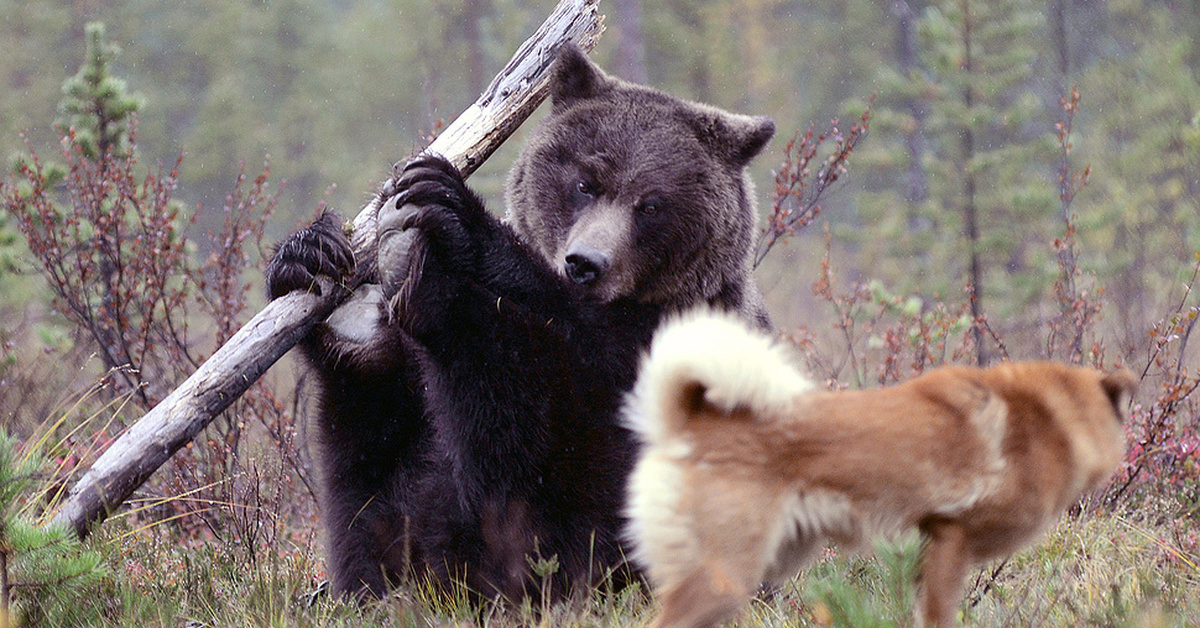 Собака привела медведей к хозяину. Медведь охотится. Волки и медведи.