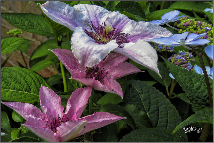 Photo - The photo, Flowers