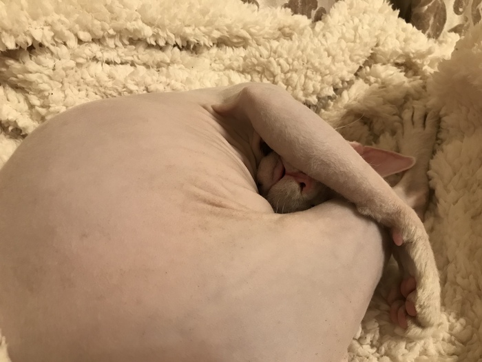 Сладок котенькин сон