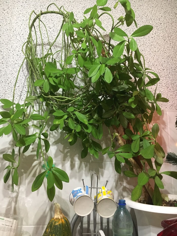 Tell me, who is this? - Plants, No rating, Stranger