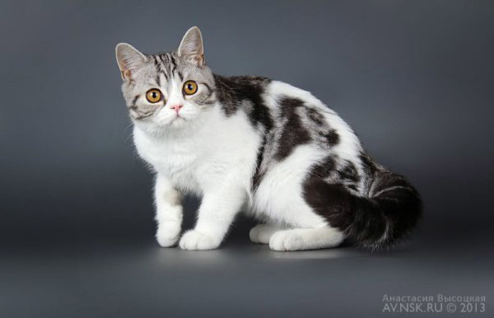 Породы кошек похожие на британскую породу thumbnail