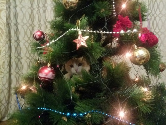Christmas toy - My, New Year, Dusya, cat