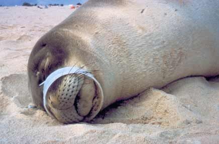 Garbage of civilization in wildlife - Garbage, Nature, Ocean, Civilization, Longpost