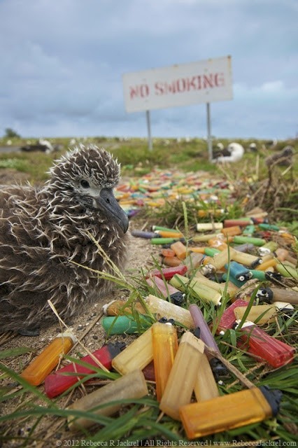 Garbage of civilization in wildlife - Garbage, Nature, Ocean, Civilization, Longpost