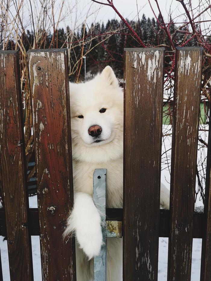 You come in if anything - Dog, Samoyed, Milota, Positive