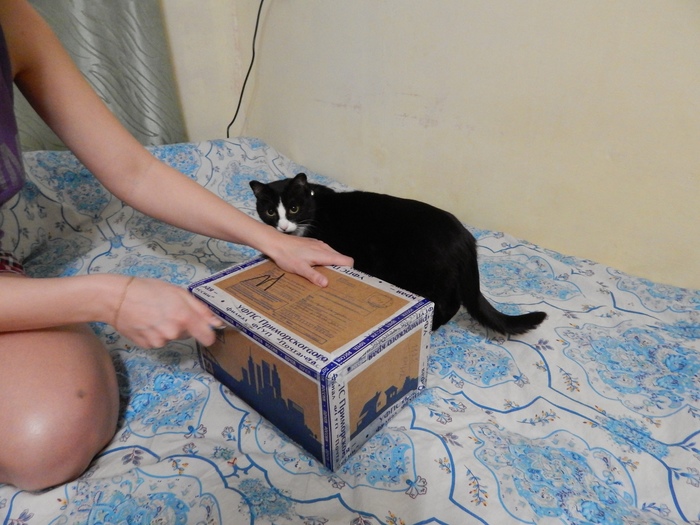 Report on a gift from the Far East - My, Gift exchange report, Dalnerechensk, Longpost, New Year's gift exchange, Secret Santa, cat