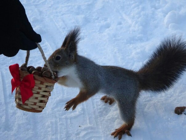 Gift for a squirrel - Boron, Squirrel, Severodvinsk, Jagry