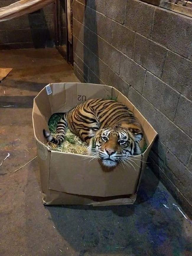 Milota - Tiger, Box, Cat family, Pet the cat, Box and cat, Milota