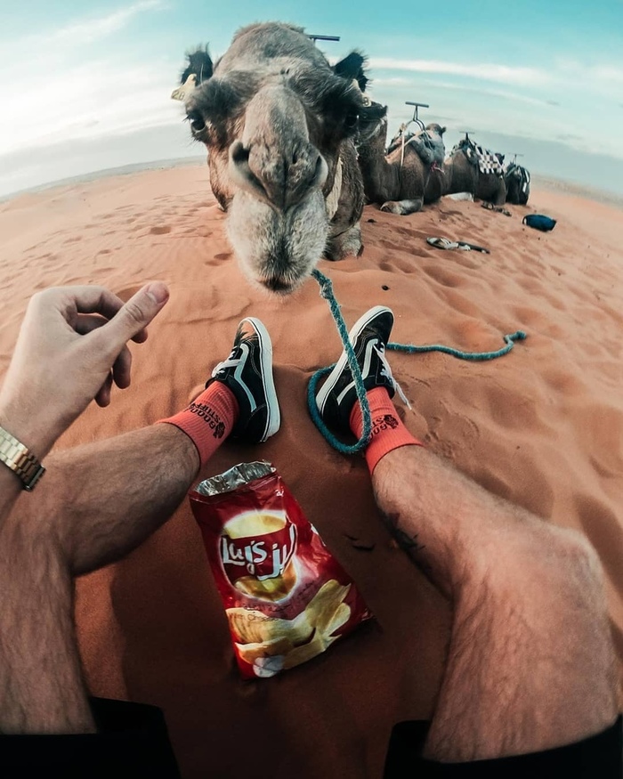Buy - The photo, Camels, Desert, Lays, Crisps