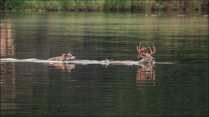 Swim, Forrest, swim!! - Deer, Wolf, Lake, Hunting, Predator, Deer