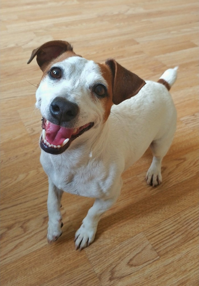 Smiling Jack Russell Terrier - My, Dog, Jack Russell Terrier