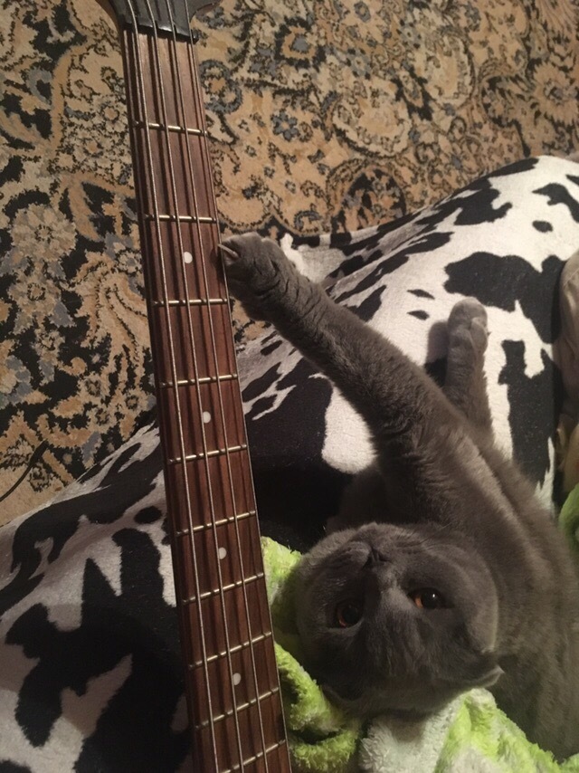 Guys, I found us a bass player! - My, cat, Bass, Music