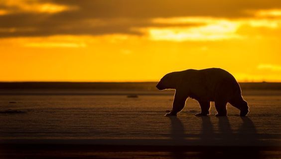 Sunrise in the arctic - Sunrise, The Bears, Polar bear, Sunrise, Arctic, The photo