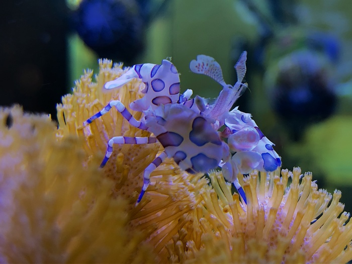 harlequin shrimp - My, Aquarium, Marine Aquarium, Coral, Longpost