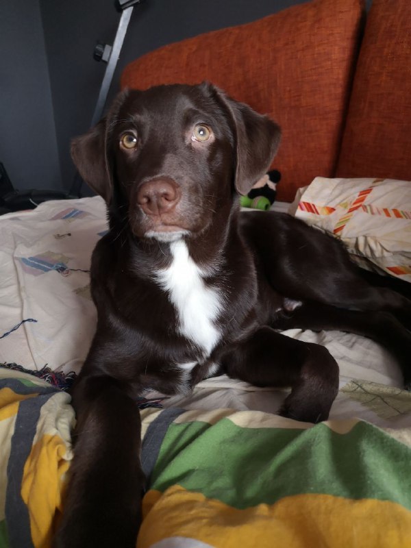 New Year's happiness - My, Labrador, Dog