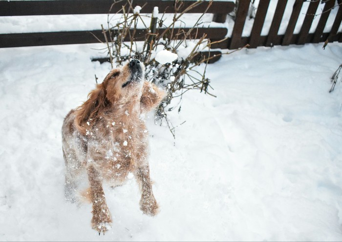 Winter - dog happiness - My, Dog, Happiness, Winter, Snow, Short shutter speed, Longpost