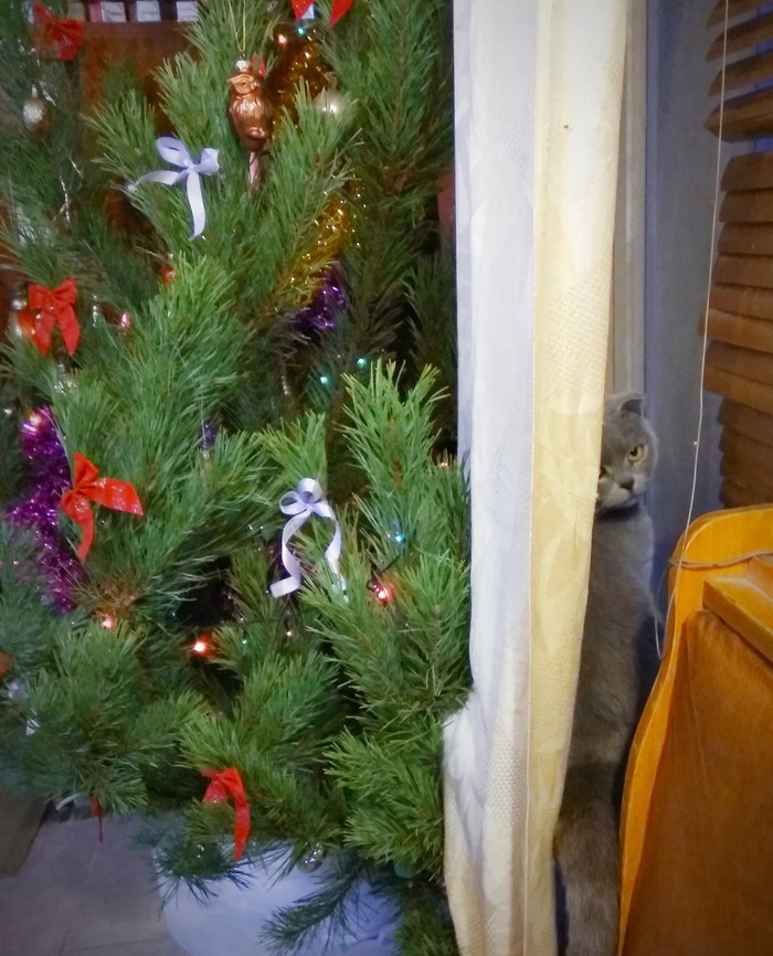 cat and tree - My, Christmas tree, cat, Indifference, Scottish lop-eared