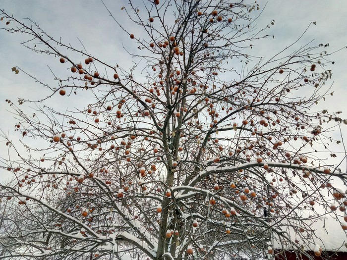 Tangerines, well... - Winter, My, Tangerines, Apples