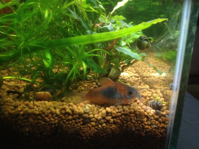 Corydoras Venezuela Orange - Aquarium, My, Animals, Aquarium fish