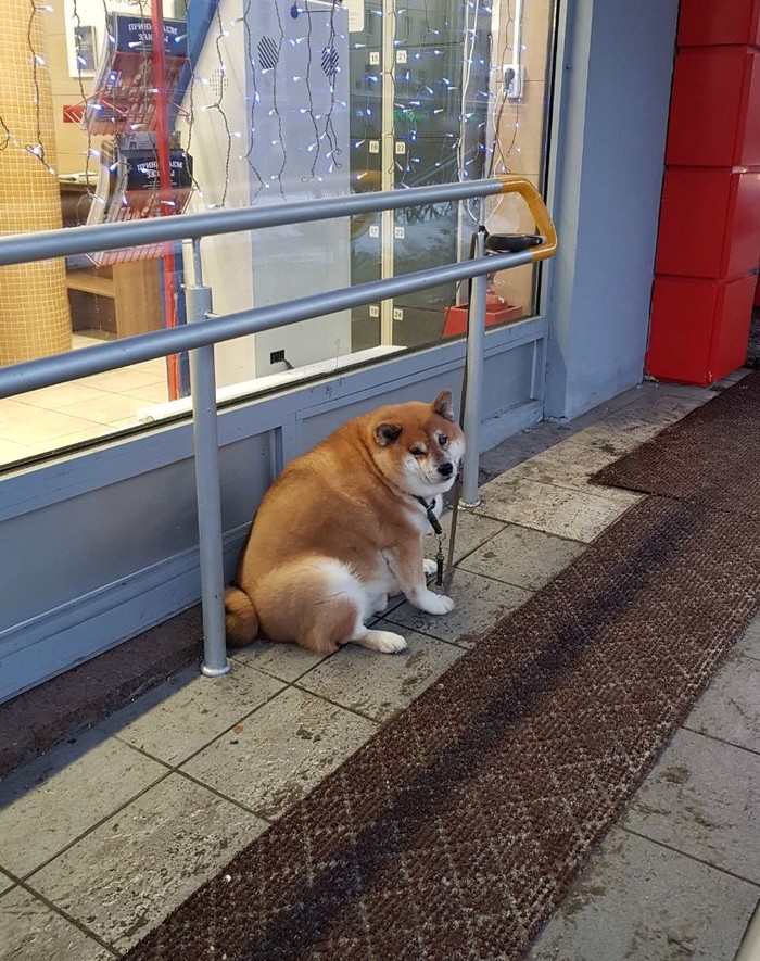 When I finished all the salads - My, Dog, Hachiko, Humor, The bone is wide, Shiba Inu