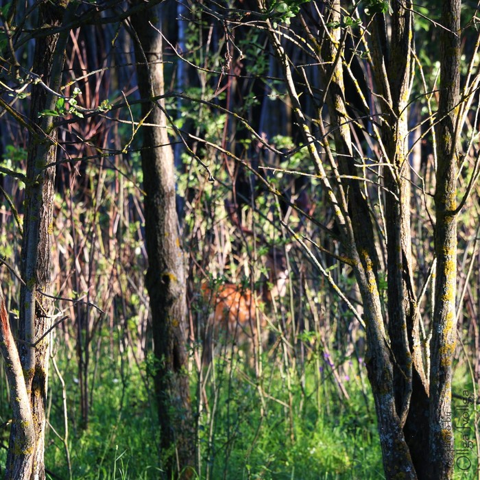 Find a deer - My, Summer, Forest, Deer, Spotted deer, The photo, Deer