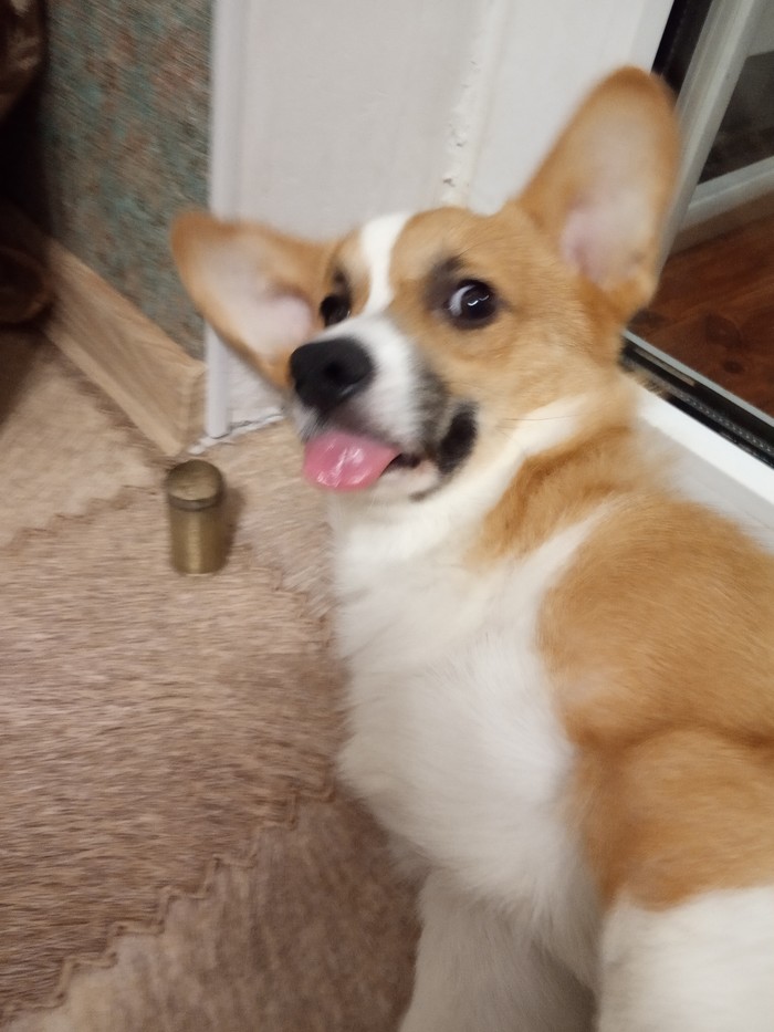 When the owner calls to walk in a snowstorm - Dog, My, Milota, Language, Corgi