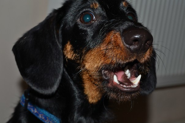 Dachshund and winter - My, Dachshund, Dog, Winter, Rage, Pet, Pets