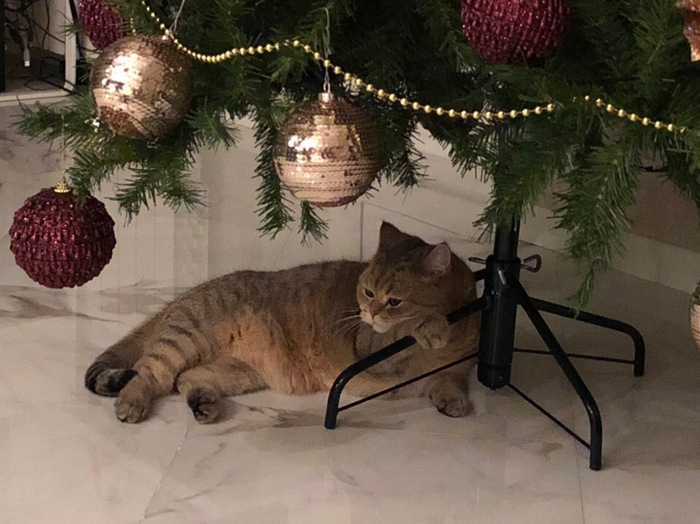 New Year mood - My, cat, Christmas tree, New Year